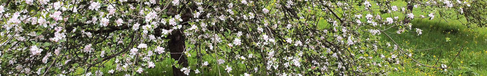 Blühender Kirschbaum im Gewerbepark Rothenburg ob der Tauber und Umland